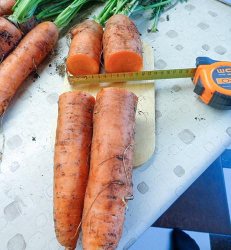 Dordogne carrot variety