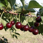 Cherry variety Chernokorka