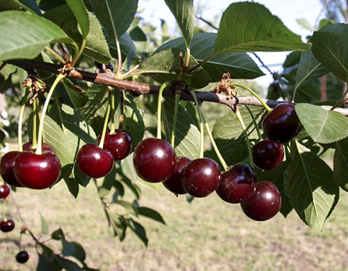 Cherry variety Chernokorka