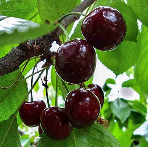 Cherry variety Chernokorka