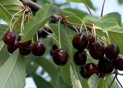 Cherry variety Chernokorka