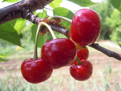 Cherry pelbagai ceri Miracle