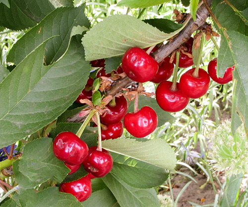 Cherry variety Miracle cherry