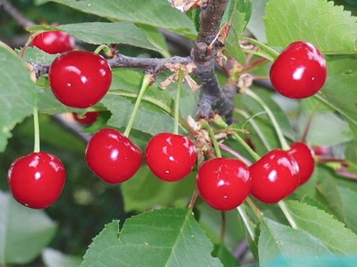 Cherry variety Miracle cherry