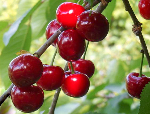 Cherry pelbagai ceri Miracle