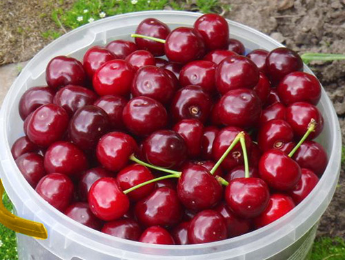 Cherry variety Miracle cherry