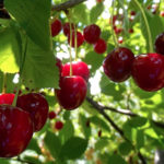 Cherry variety Lyubskaya