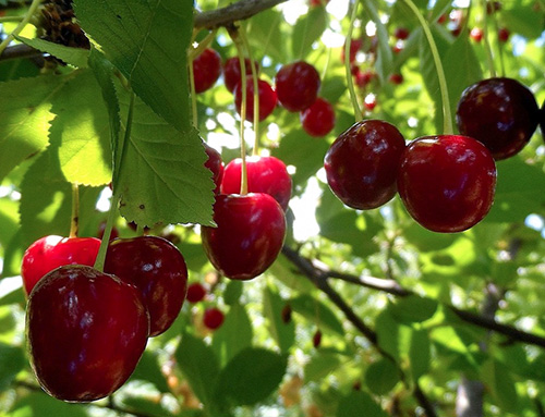 Cherry variety Lyubskaya