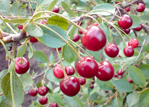 Cherry variety Lyubskaya