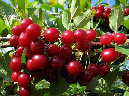 Cherry variety Lyubskaya