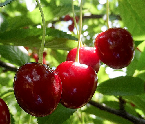 Cherry variety Lyubskaya