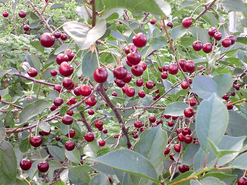 Cherry variety Lyubskaya