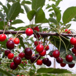 Cherry variety Morozovka