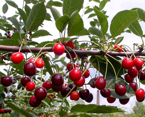 Cherry variety Morozovka