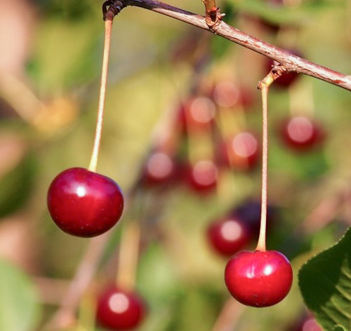 Cherry variety Morozovka