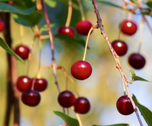 Cherry variety Morozovka