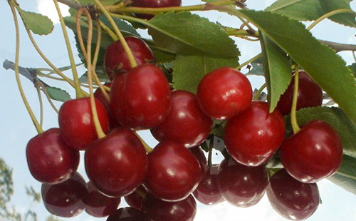 Cherry variety Generous