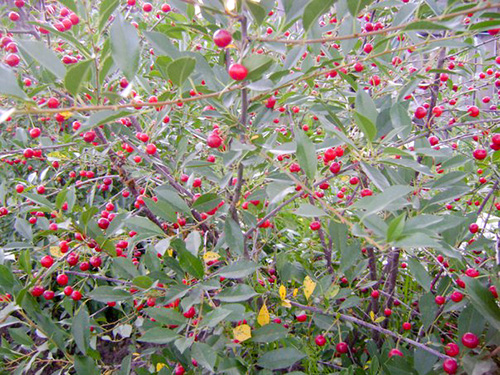 Cherry variety Generous