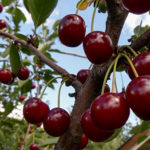 Cherry variety Shpanka (duke)