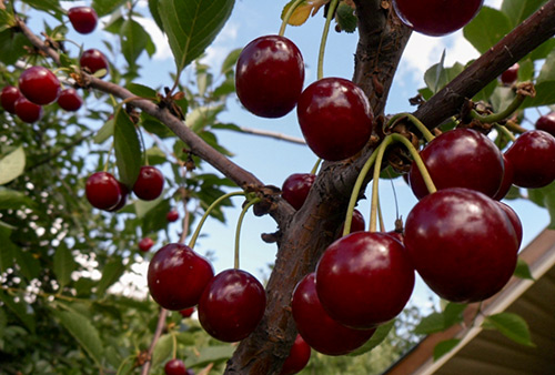 Cherry variety Shpanka