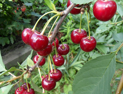 Cherry variety Shpanka