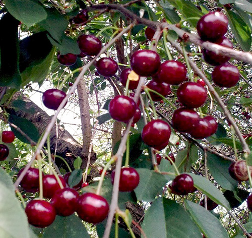 Cherry variety Shpanka