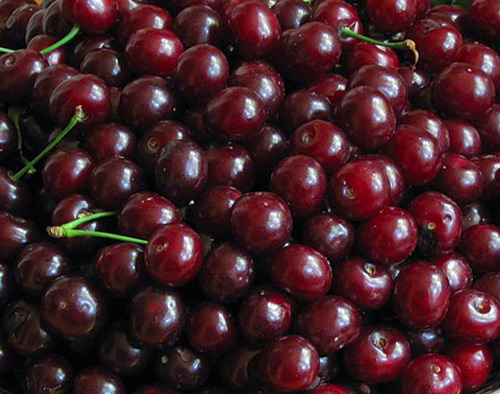 Cherry variety Shpanka