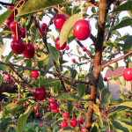 Cherry variety Turgenevka