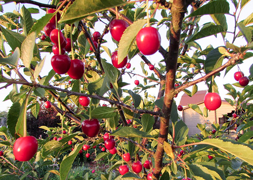 Cherry variety Turgenevka