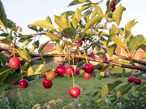 Cherry variety Turgenevka