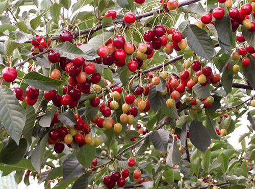 Cherry variety Turgenevka