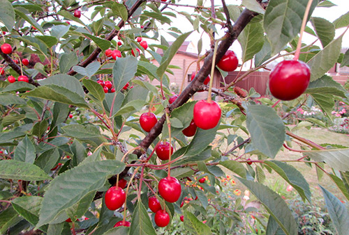 Cherry variety Turgenevka