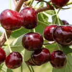 Cherry variety Zhukovskaya