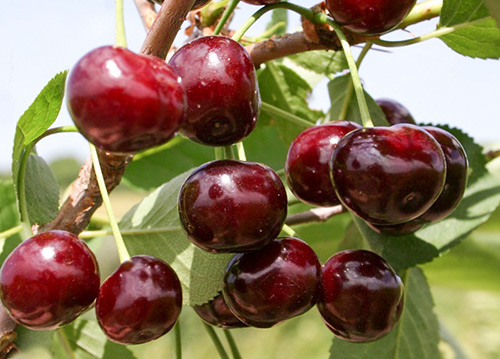 Cherry variety Zhukovskaya