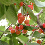 Cherry variety Bryanskaya pink