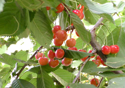 Pelbagai ceri Bryanskaya merah jambu