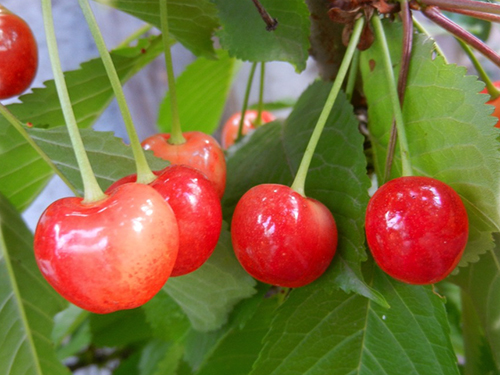 Pelbagai ceri Bryanskaya merah jambu