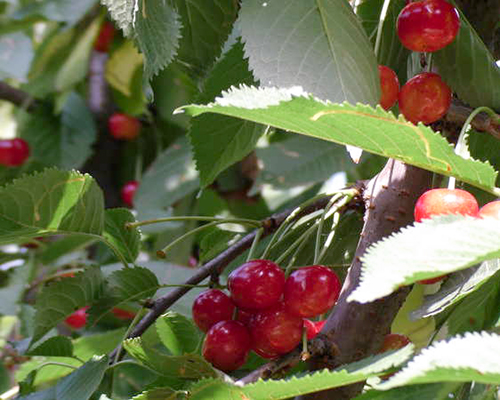 Pelbagai ceri Bryanskaya merah jambu