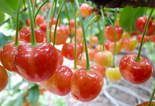 Cherry variety Bryanskaya pink