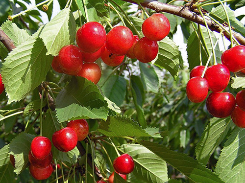 Cherry variety Fatezh