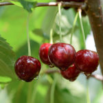 Cherry variety Iput