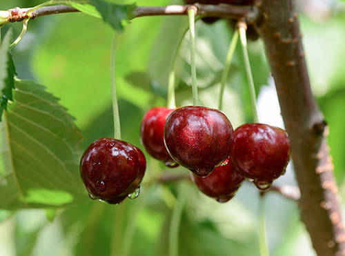 Cherry variety Iput