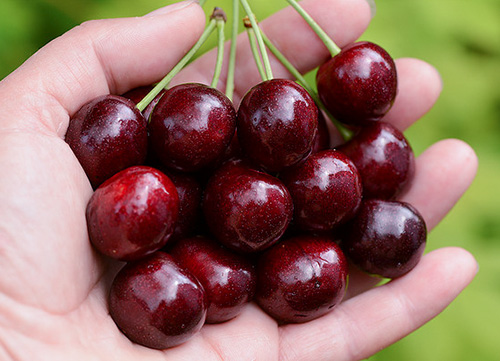 Cherry variety Iput