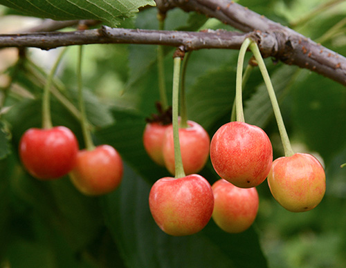 Cherry variety Iput