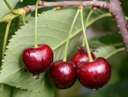 Cherry variety Iput