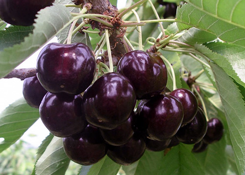 Cherry variety Iput