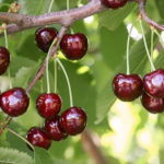 Cherry variety Ovstuzhenka