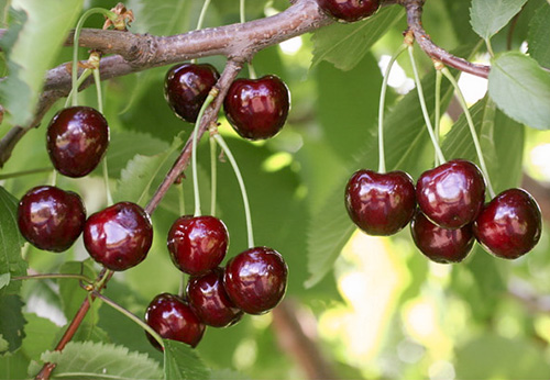 Cherry variety Ovstuzhenka