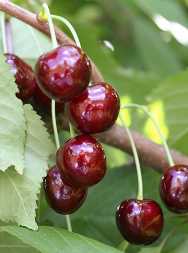 Cherry variety Ovstuzhenka