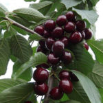 Cherry variety Revna